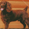 Boykin Spaniel Dog Diamond Paintings