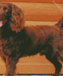 Boykin Spaniel Dog Diamond Paintings