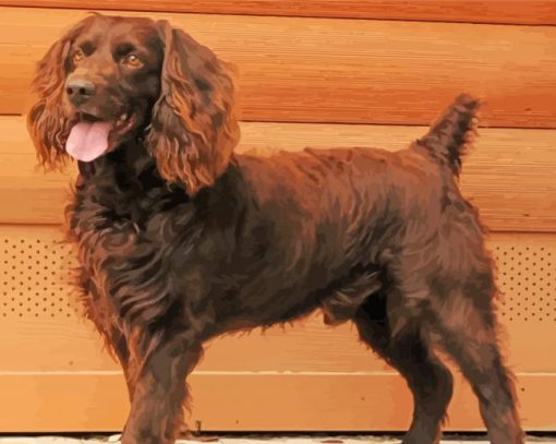 Boykin Spaniel Dog Diamond Paintings