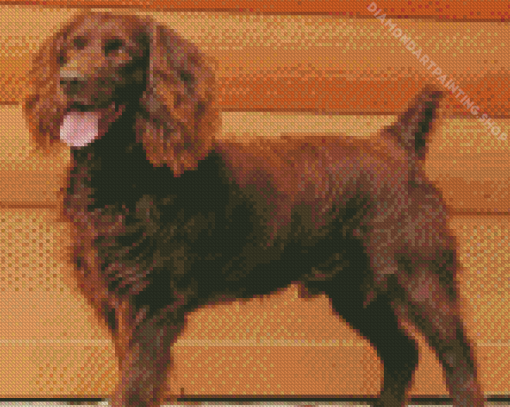 Boykin Spaniel Dog Diamond Paintings