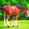 Clydesdale Horse Diamond Paintings