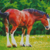 Clydesdale Horse Diamond Paintings