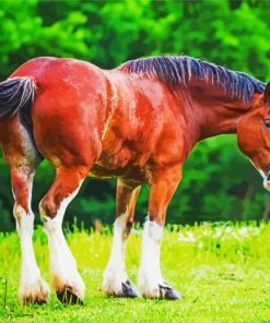 Clydesdale Horse Diamond Paintings