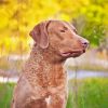 Chesapeake Retriever Dog Diamond Paintings