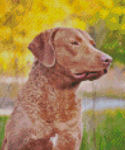 Chesapeake Retriever Dog Diamond Paintings