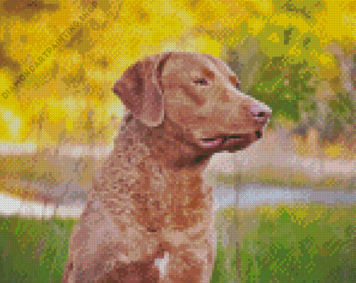 Chesapeake Retriever Dog Diamond Paintings