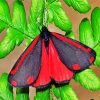 Cinnabar Moth Diamond Paintings