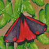 Cinnabar Moth Diamond Paintings