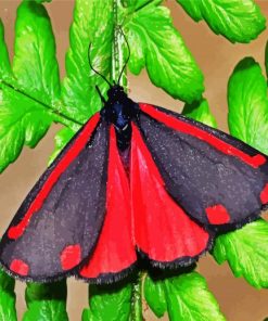 Cinnabar Moth Diamond Paintings