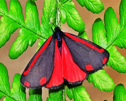 Cinnabar Moth Diamond Paintings