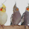 Cockatiels Diamond Paintings