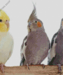 Cockatiels Diamond Paintings