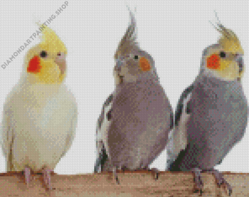 Cockatiels Diamond Paintings