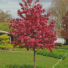 Crabapple Tree Diamond Paintings