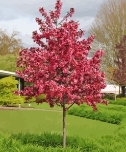 Crabapple Tree Diamond Paintings