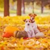 Dogs In Leaves Diamond Paintings