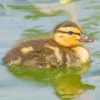 Duckling Bird Diamond Paintings