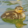 Duckling Bird Diamond Paintings