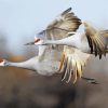 Sandhill Crane Diamond Paintings