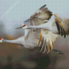 Sandhill Crane Diamond Paintings