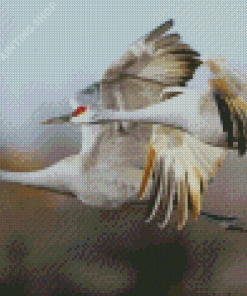 Sandhill Crane Diamond Paintings