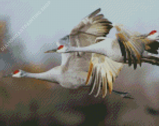 Sandhill Crane Diamond Paintings