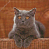 Grey Kitty Diamond Paintings