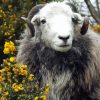 Herdwick Animal Diamond Paintings