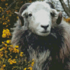 Herdwick Animal Diamond Paintings