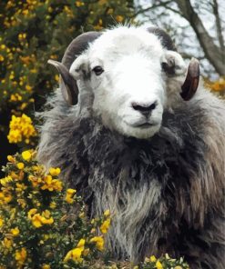 Herdwick Animal Diamond Paintings