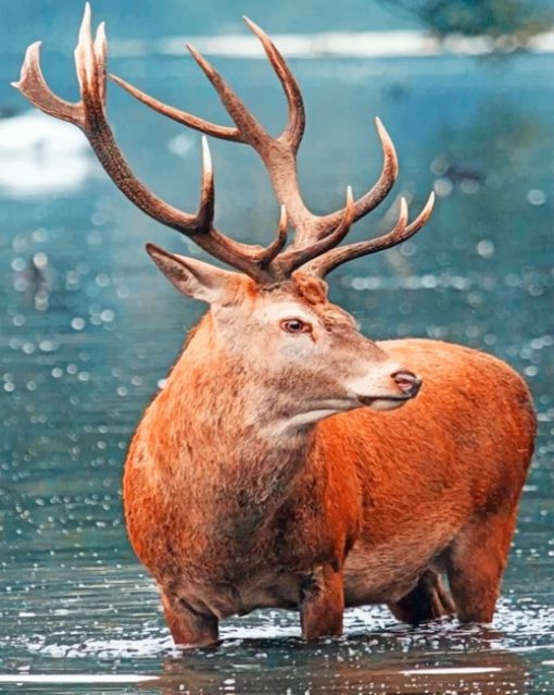 Red Deer Diamond Paintings