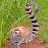 Ring Tailed Lemur Diamond Paintings