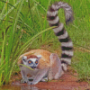 Ring Tailed Lemur Diamond Paintings