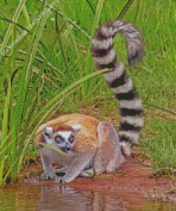 Ring Tailed Lemur Diamond Paintings