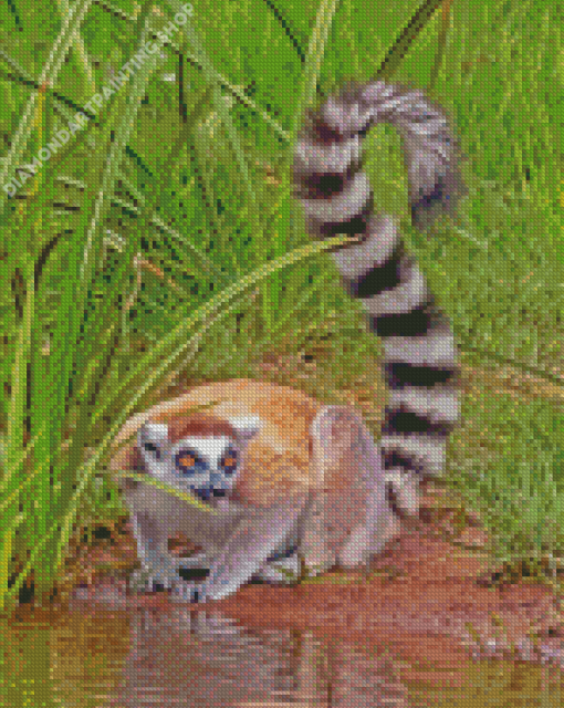 Ring Tailed Lemur Diamond Paintings