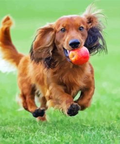 Haired Dachshund Diamond Paintings