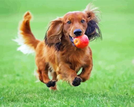 Haired Dachshund Diamond Paintings