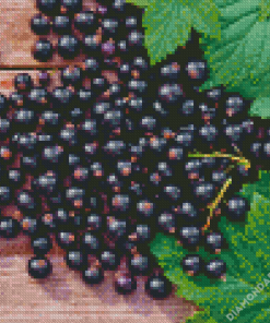 Blackcurrant Fruit Diamond Paintings