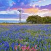 Texas Bluebonnets Flowers Diamond Paintings