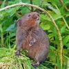 Rodent Water Vole Diamond Paintings