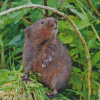 Rodent Water Vole Diamond Paintings