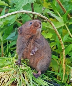 Rodent Water Vole Diamond Paintings