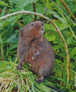 Rodent Water Vole Diamond Paintings