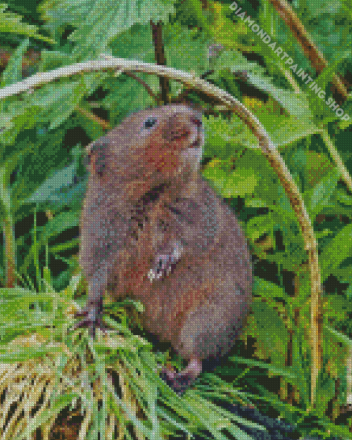 Rodent Water Vole Diamond Paintings