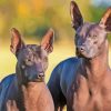 Mexican Hairless Dog Diamond Paintings