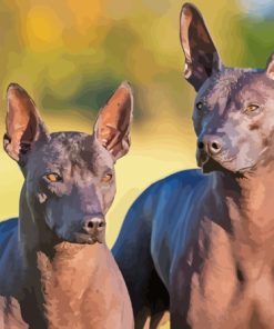 Mexican Hairless Dog Diamond Paintings