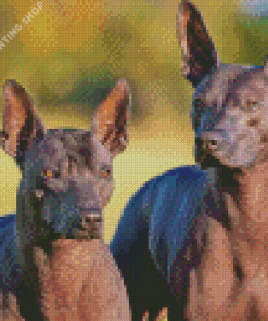 Mexican Hairless Dog Diamond Paintings