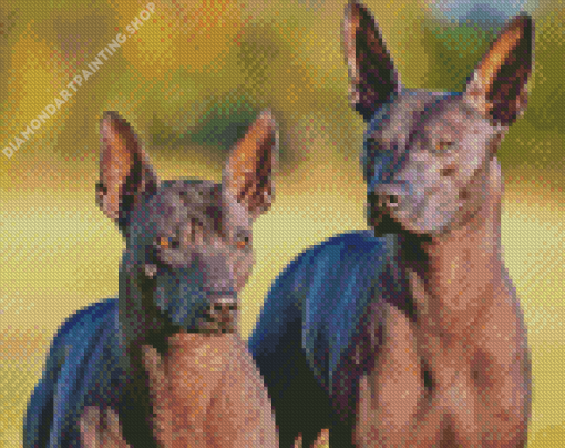 Mexican Hairless Dog Diamond Paintings