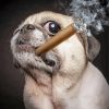 Pug With Cigar Diamond Paintings