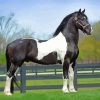 Friesian Horse Diamond Paintings